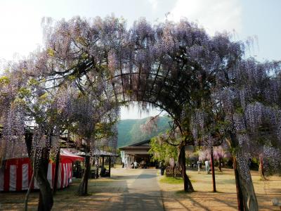 蝦夷地から　帰ってすぐに　藤を観る（和気町藤公園）