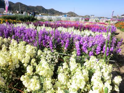 三十路の湯治旅（日帰り館山温泉）