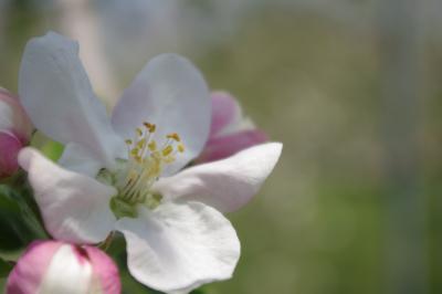 リンゴの花は咲いてるかなぁ～　高野町までドライブです