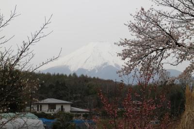 残雪の富士山と桜の共演