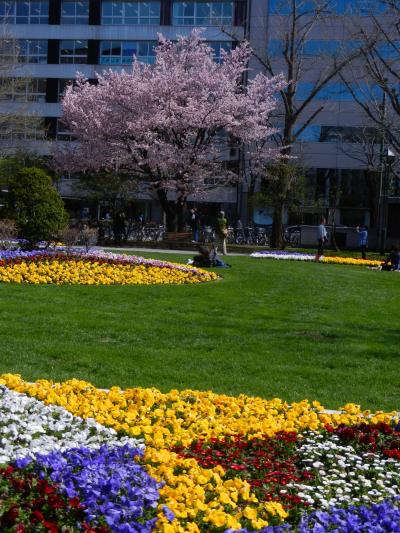 ぶらり街歩き(^O^)札幌大通公園の満開の桜☆