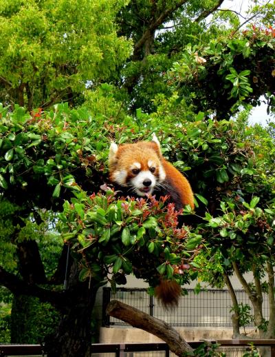 【南紀白浜ライラちゃん紀行】 世界一可愛いライラちゃん元気です！！ ライラちゃんを愛する全ての皆様に贈るライラちゃんだらけの旅行記です