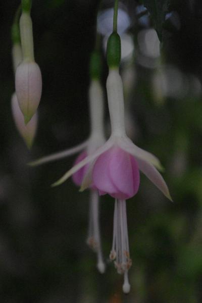 お好みの耳飾りは　ど～れ？　京都府立植物園