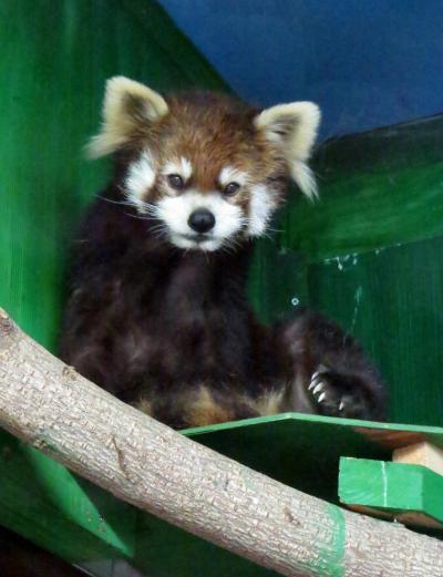 初夏のレッサーパンダ紀行【３】 大森山動物園Ｍｉｌｖｅ　男鹿へ行く前にまんまタイムを観覧、ナナちゃんは妊娠の可能性あり！？