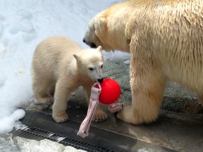 秋田ホッキョクグマ紀行　男鹿水族館ＧＡＯ　初産クルミママの子育て拝見！！　姫、早く泳げるようになろうね！！