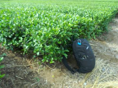 オヤヂ一人旅-3 (3日目…新千歳からセントレア経由で関空へ)