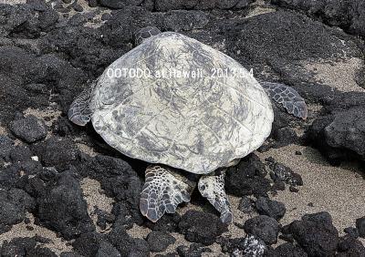 ハワイ島でウミガメさんに会いました。Green Sea Turtle from the big Island of Hawaii.