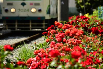 都電荒川線の三ノ輪橋周辺に咲く薔薇を見に訪れてみた