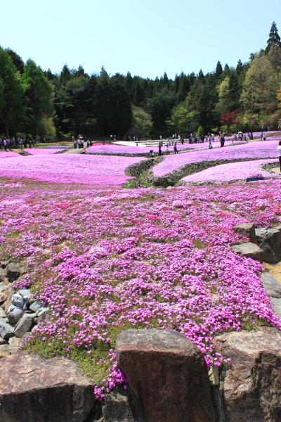 花のじゅうたん　兵庫県三田市　芝桜の香り漂う