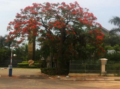 街中が真っ赤に染まります!