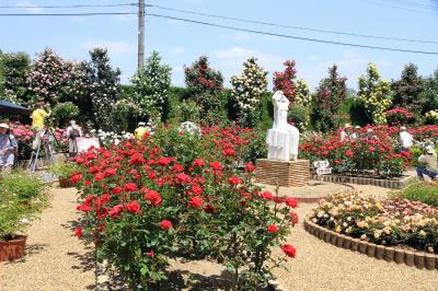 霊山寺　ばら庭園が見ごろになっています。