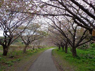 森・函館・松前、桜、車
