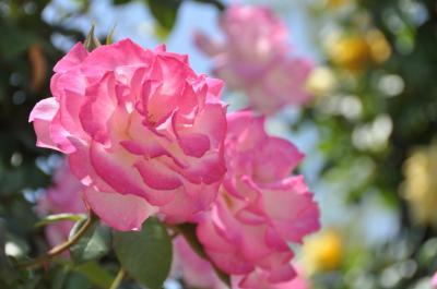 万博公園ローズフェスタで満開のバラをのほほんと楽しむ