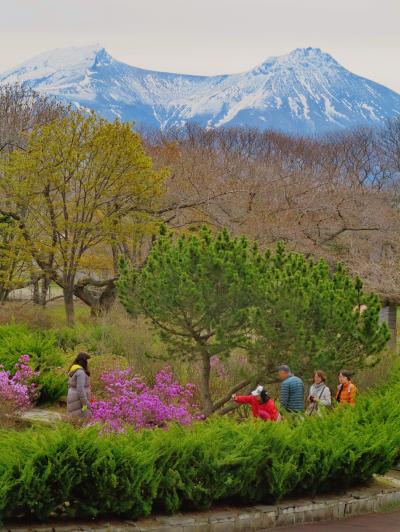 森町　青葉ヶ丘公園　桜まつり期間中だが　☆ツツジ.千島桜が可憐に咲いて 