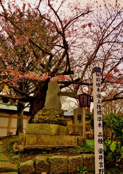 松前-2　松前公園　春の到来遅れて　☆北海道上陸標準木（染井吉野）が開花