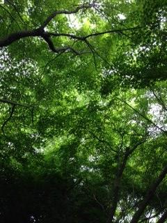 京都 ~宇治の里に秘めた恋~