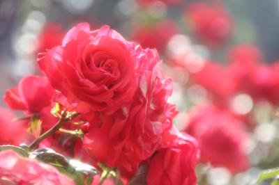 バラは３年ぶりの神代植物公園の春バラフェスタ2013へ（2）すっかりピークを迎えた光り輝く大バラ園のバラたち