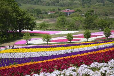 2013年。。芝桜。。満開の。。♪やくらいガーデン♪。。に行って来ました。ｖ（＾＾）