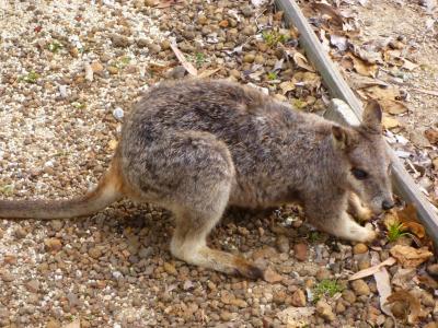 オーストラリアで動物探検