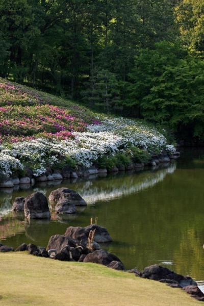 小さな旅●新緑の愛知県緑化センター サツキの咲く頃 園内散策