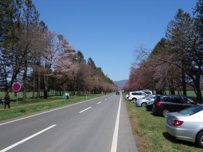 春の静内訪問。二十間道路桜並木をとおり，龍雲閣を訪ねる。