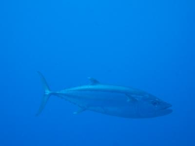 マグロｉｎ西表島