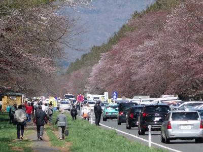 静内の二十間道路桜並木にやっと来れました。すばらしいところです。