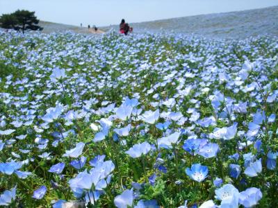 ネモフィラ～♪　国立ひたち海浜公園にて。