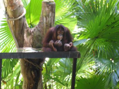 マレーシアボルネオ旅行（１）