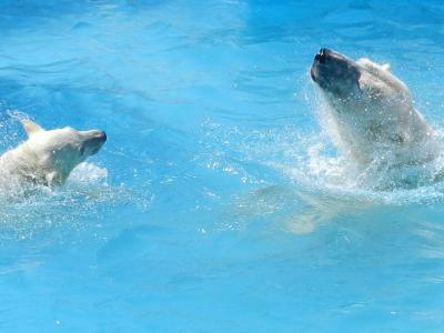 再びの円山動物園