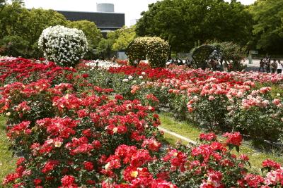 大阪　万博公園　平和のバラ園・日本庭園花しょうぶ田