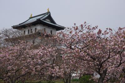 道南・函館に隠された魅力あり～その３（北海道桜前線の上陸地・松前そして江差）