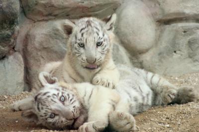 東武動物公園のホワイトタイガーの赤ちゃんめざして（前編）子犬みたいなホワイトタイガーの赤ちゃん３匹と堂々たるカーラお母さん