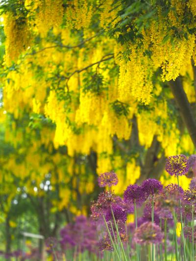 バンクーバー花図鑑（５月下旬）キングサリの季節＠バンデューセン植物園
