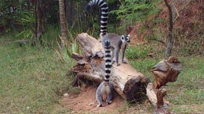 バオバブを見たくてマダガスカルへ（前編）