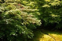 新緑の瑠璃光院