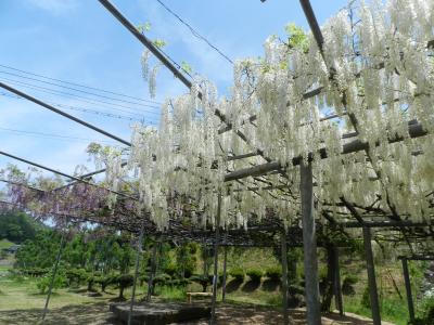 普門寺の白藤を見に行きました！（京都府福知山市大江町）