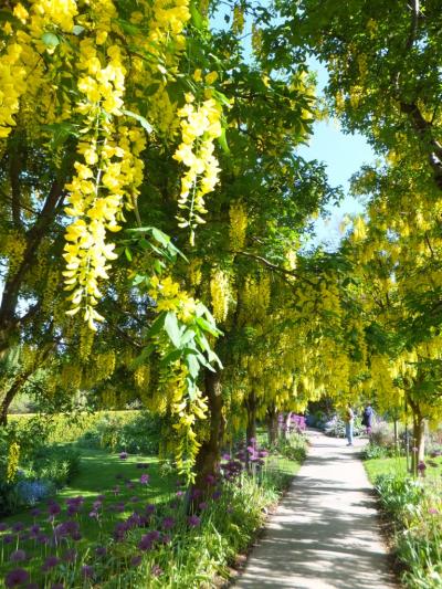 ちょっと贅沢なお花見に行こう！　ｉｎ　バンクーバー　☆１　思わぬＣクラスアップグレード＆お花見編　