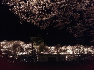 夜桜