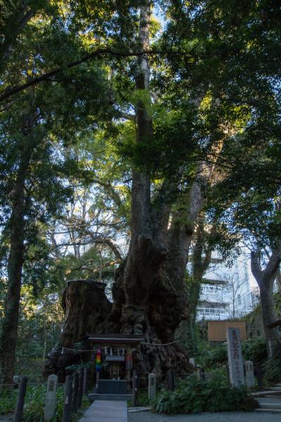 熱海/伊豆多賀/網代ぐるり旅【1】～樹齢2000年以上の長寿・成就の神木～来宮神社