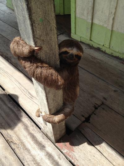 ブラジル アルゼンチン Iguazu, Manaus, Rio 2013年5月11日～25日 [5日目］