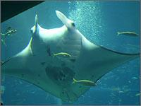 アリー！パラオの自然