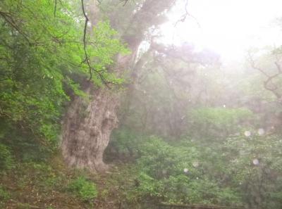 気まぐれ親父！屋久島・種子島の旅