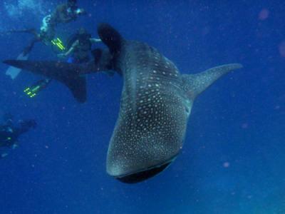 2012 Maldive　North & South Male - Ari - Rasdhoo Atoll Dive Safari Operated by Blue Shark 2