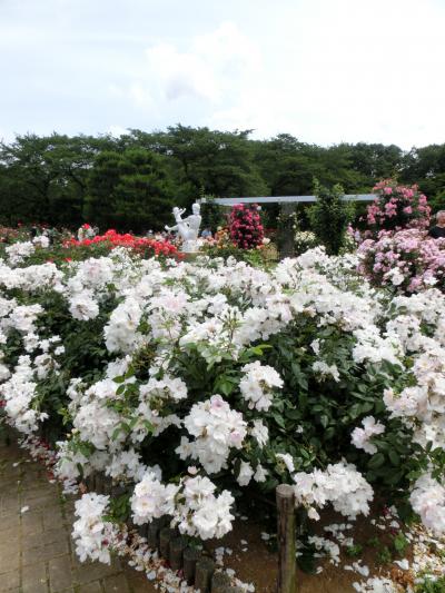 生田緑地薔薇園