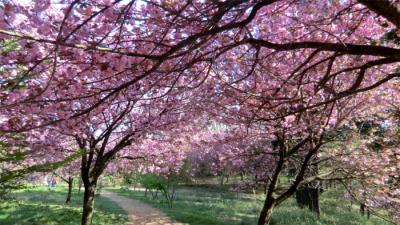 高崎自然の森 芝桜より八重桜が見ごろ。そして、筑波山麓の山桜