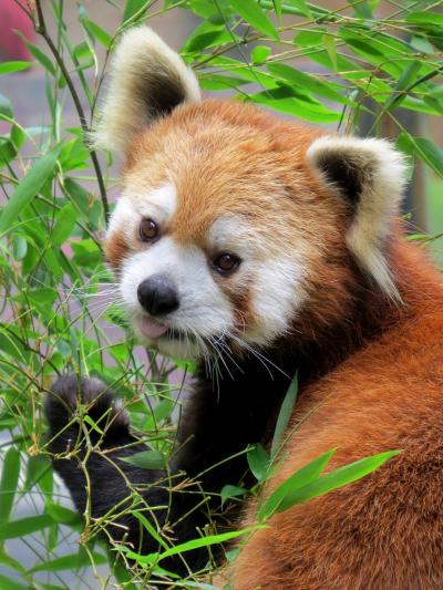 初夏のレッサーパンダ紀行【５】 平川動物公園　茶臼山からやってきたスバル君、平川の屋外に登場！！　待望のお婿さんは換毛中！！