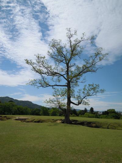 奈良の魅力は咲く花の　(3)  最終日は奥飛火野～大和郡山・薬園寺へ