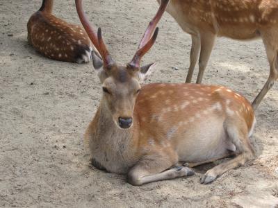 奈良フードフェスティバルと周辺散策