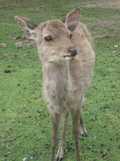 卒業旅行～2日目  奈良